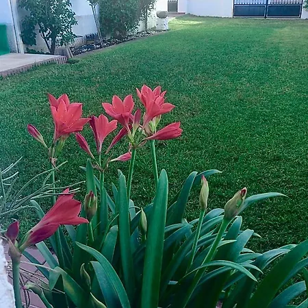 Olmos La Codosera